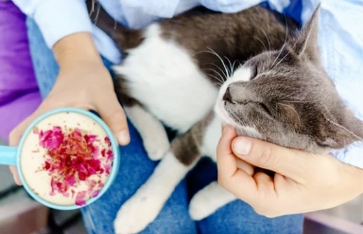A la d�couverte des bars � chat