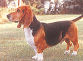 Basset Art�sien Normand