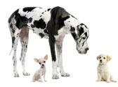 B�tard, corniaud, chien de race : quelles diff�rences ?