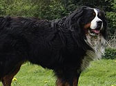 Fiches Races Chiens