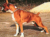 Fiches Races Chiens
