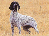 Fiches Races Chiens