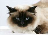 Le Sacr� de Birmanie