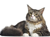 R�ussir l'adoption d'un chat adulte
