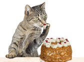 L'alimentation du chaton, du chat adulte et du chat st�rilis�