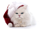 Un chat � quel prix ?
