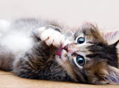 Accueillir un chaton chez soi : les essentiels � acheter