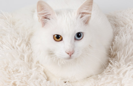 Comment s’occuper d’un chat sourd ? Comment s’occuper d’un chat sourd ?