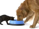 Accueillir un chat quand on a d�j� un chien ou l'inverse mission impossible ?