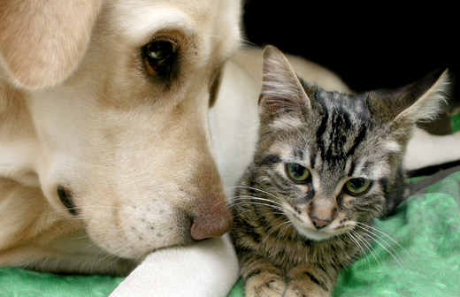Chien et chat : une cohabitation impossible ? Chien et chat : une cohabitation impossible ?