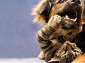 Accueillir un chat quand on a d�j� un chien ou l'inverse mission impossible ?