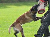 L'activité de dressage des chiens au mordant, que dit la loi ? L'activité de dressage des chiens au mordant, que dit la loi ?