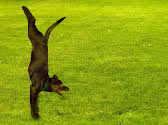 Les chiens ont l'art et la mani�re de prendre des postures inattendues.