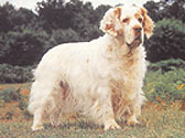 Fiches Races Chiens
