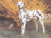 Fiches Races Chiens