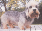 Fiches Races Chiens