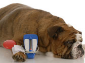 Diab�te chez le chien