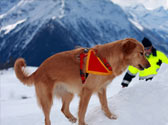 Chiens de sauvetage Chiens de sauvetage