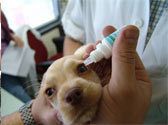 Comment veiller à la bonne santé de votre chien ? Comment veiller à la bonne santé de votre chien ?