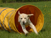 L'agility, une tendance sportive canine de plus en plus répandue ! L'agility, une tendance sportive canine de plus en plus répandue !