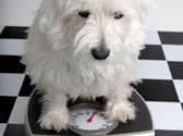 Chien en surpoids : une esp�rance de vie r�duite