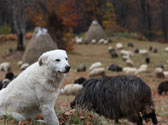 Concours sur troupeaux Concours sur troupeaux