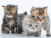 Pas question de vous tromper sur le choix de votre futur chat : vous allez passer du temps ensemble ! L'astuce ? en adopter un dont le caract�re s'adapte au votre