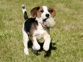 Choisir un chien, m�le ou femelle ?