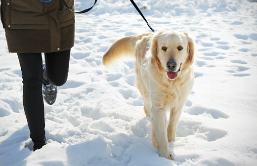 Chouchouter mon chien en hiver : les essentiels ! Chouchouter mon chien en hiver : les essentiels !
