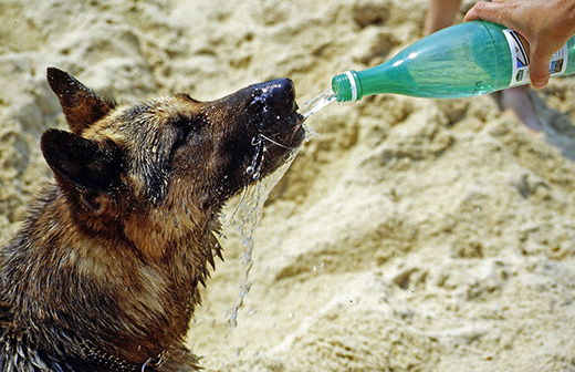 Comment rafraîchir son chien lors de fortes chaleurs ? Comment rafraîchir son chien lors de fortes chaleurs ?