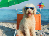 Cet �t�, partez en vacances avec votre chien !
