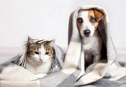 Chien et chat en hiver : comment les protéger ? Chien et chat en hiver : comment les protéger ?