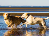 Contraception de la chienne Contraception de la chienne