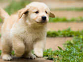 Le d�veloppement du chiot