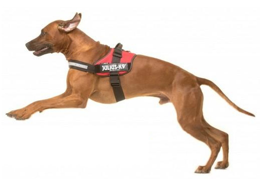 Harnais pour chien : comment choisir ? Harnais pour chien : comment choisir ?
