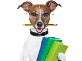 L'�ducation du chien