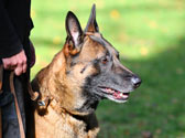 Les ordres de base : �duquez progressivement votre chien