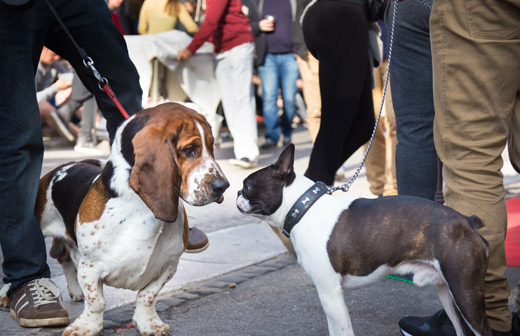 Comment organiser un �v�nement dog-friendly ?