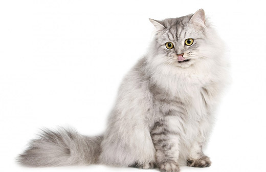 Une exposition de chats, qu�est-ce que c�est ?