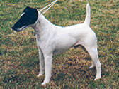 Fiches Races Chiens