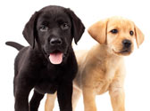 Etablir la hi�rarchie entre vous et votre chiot