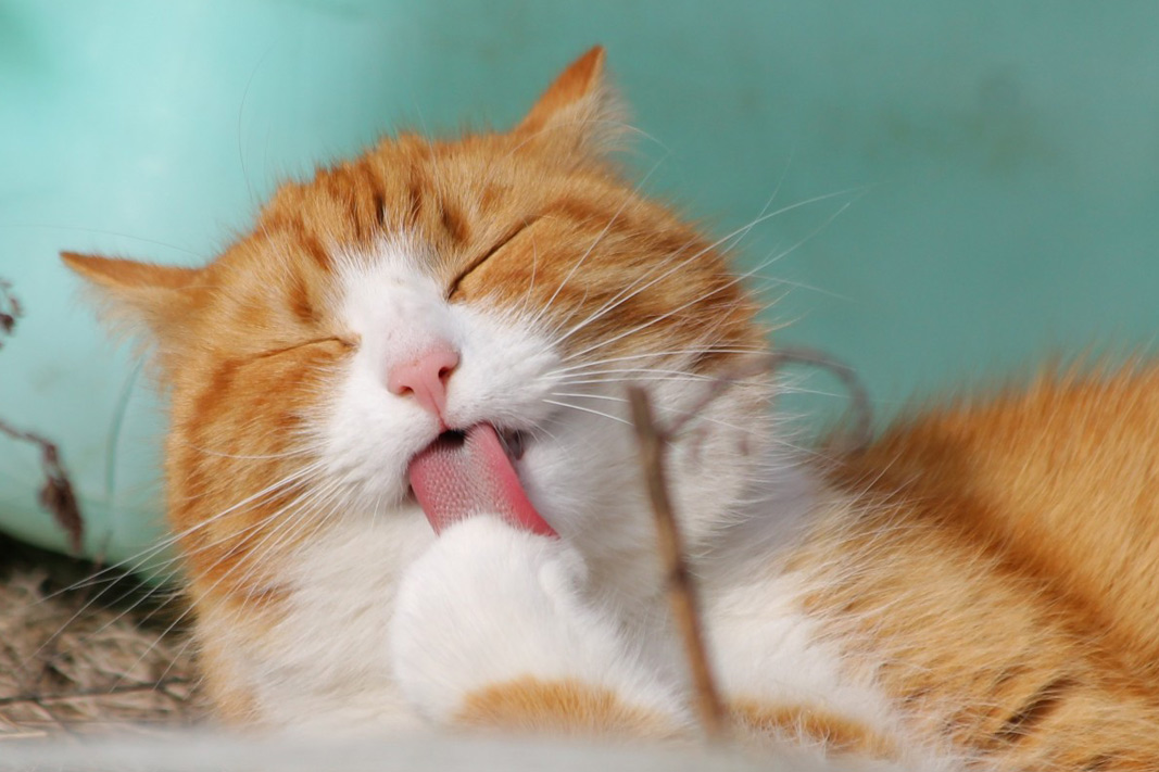 Détartrage, brosse à dent : l’hygiène dentaire du chat ! Détartrage, brosse à dent : l’hygiène dentaire du chat !