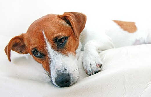 Quelles sont les différentes allergies et intoxications alimentaires chez le chien ? Quelles sont les différentes allergies et intoxications alimentaires chez le chien ?
