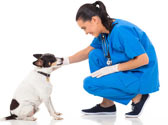 Prot�ger votre chiot en le faisant vacciner