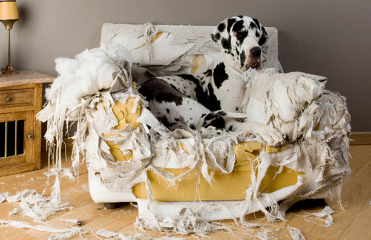 Au secours, mon chien d�truit tout !