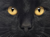 Comment nettoyer les yeux de votre chat ? Comment nettoyer les yeux de votre chat ?