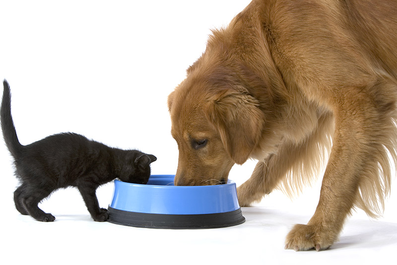 Offrir un animal pour No�l : bonne ou mauvaise id�e ?