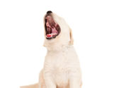 La premi�re nuit, ne c�dez pas aux pleurs du chiot !