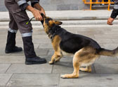 Quelle d�marche doit effectuer le d�tenteur d'un chien susceptible d'�tre dangereux ?