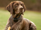 La beaut� du poil chez le chien passe par l�alimentation